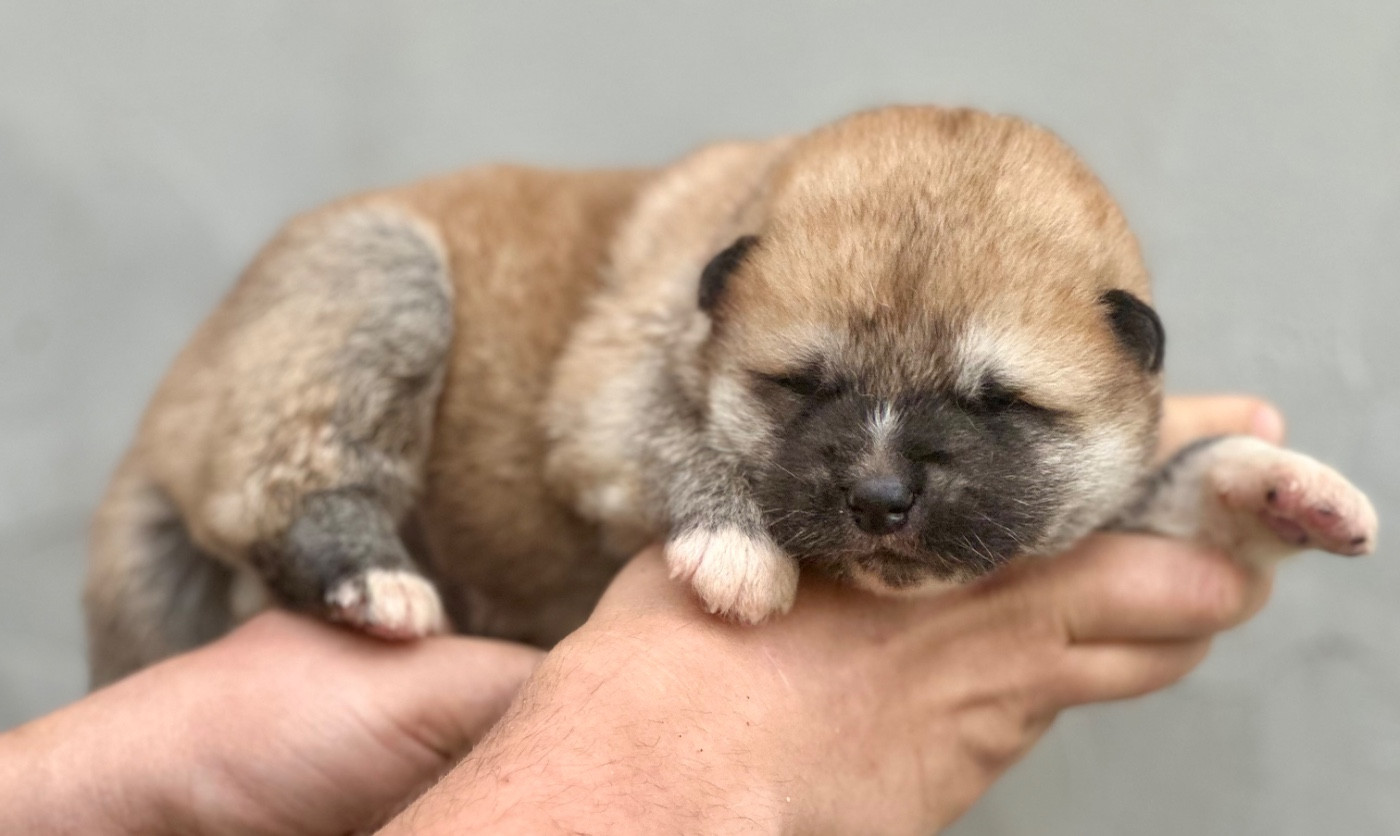 Rampage Spirit - Chiots disponibles - Akita