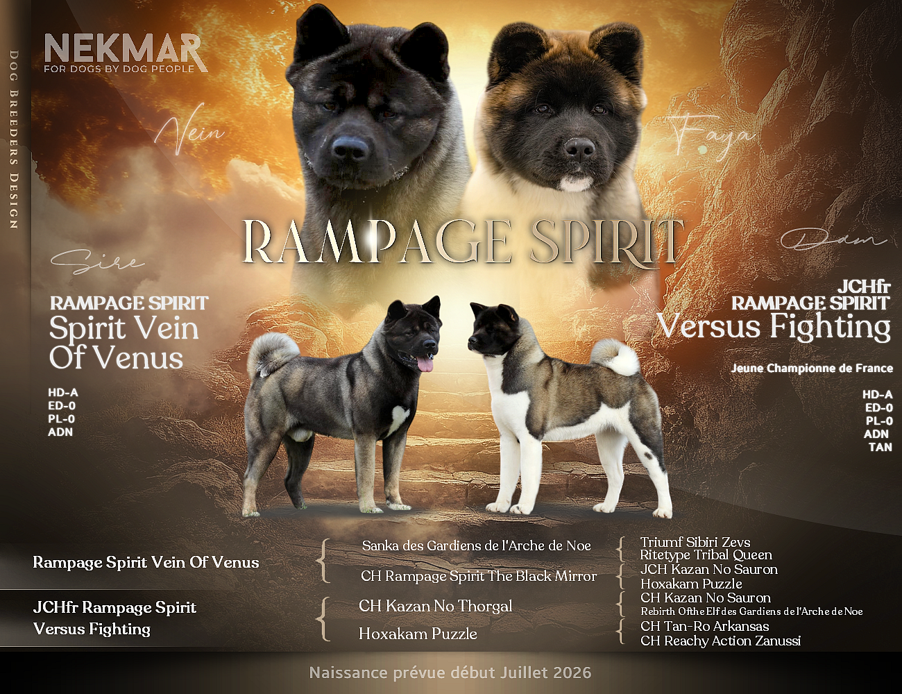 Rampage Spirit - Akita americain - Portée née le 12/07/2026