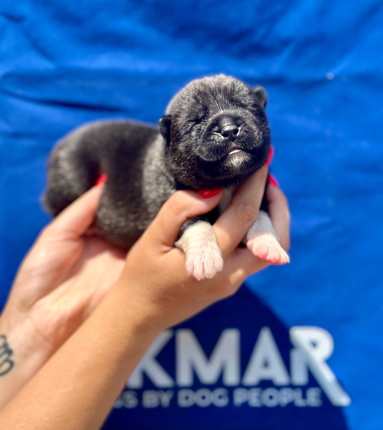 Rampage Spirit - Chiots disponibles - Akita americain