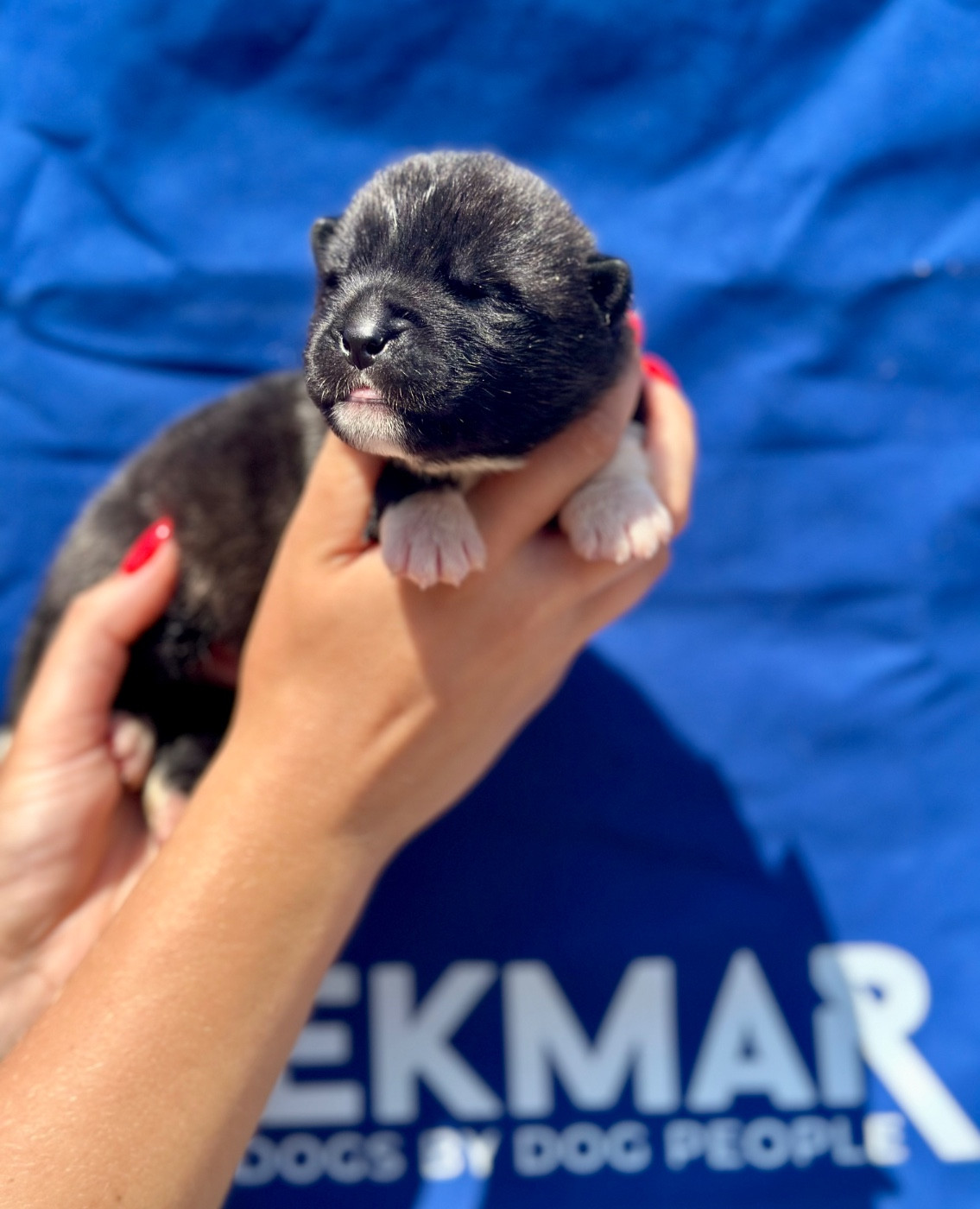 Rampage Spirit - Chiots disponibles - Akita americain