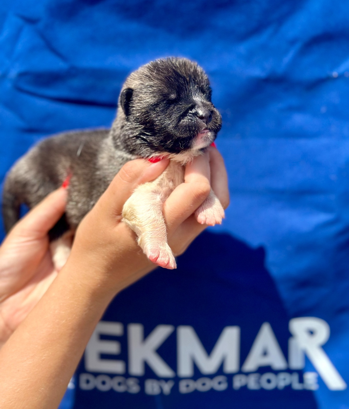 Rampage Spirit - Chiots disponibles - Akita americain