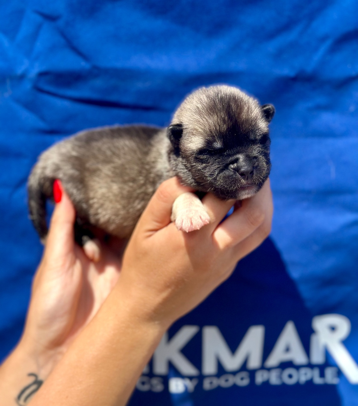 Rampage Spirit - Chiots disponibles - Akita americain