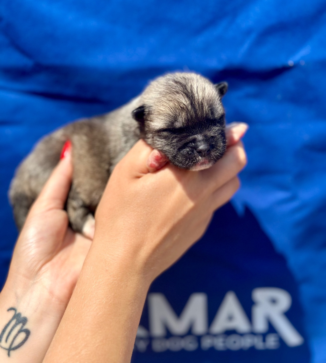 Rampage Spirit - Chiots disponibles - Akita americain