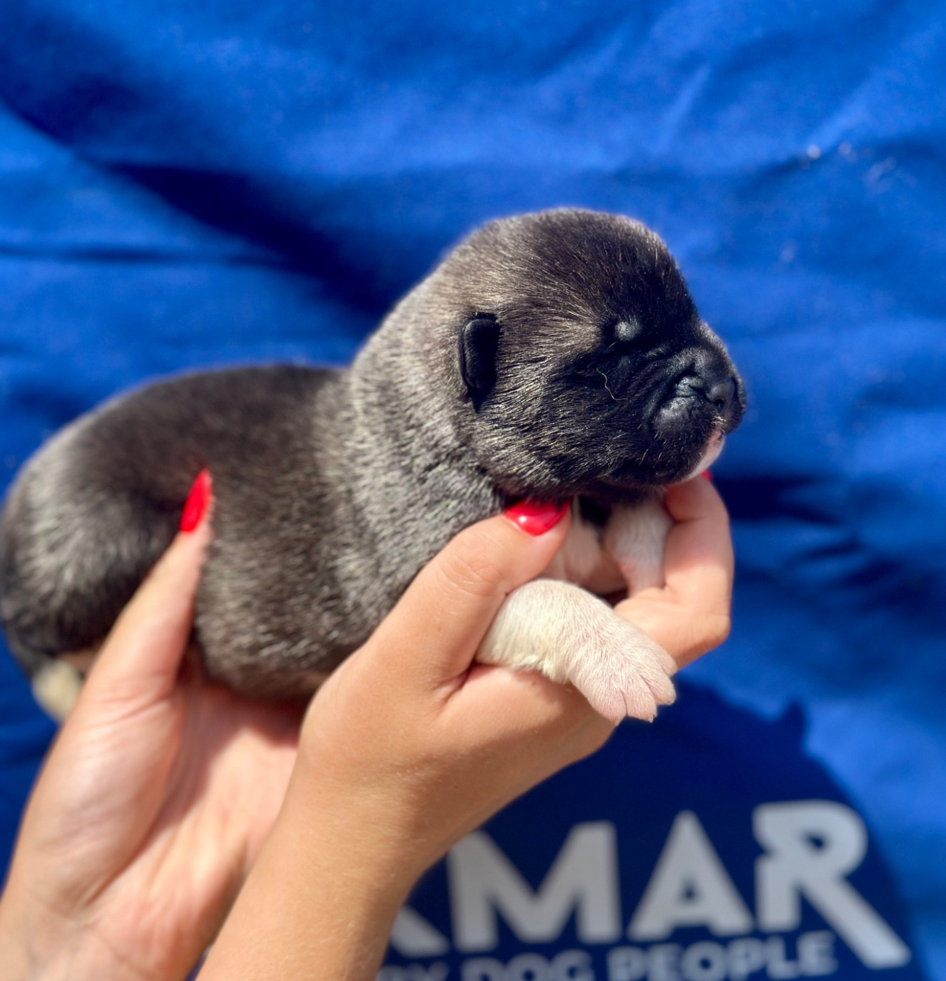 Rampage Spirit - Chiots disponibles - Akita americain