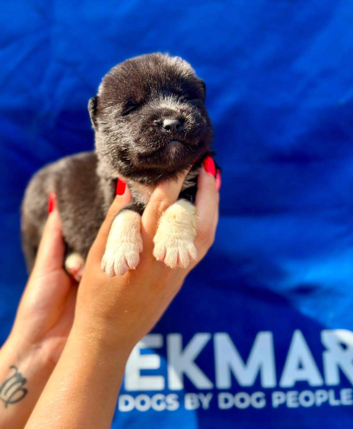 Rampage Spirit - Chiots disponibles - Akita americain