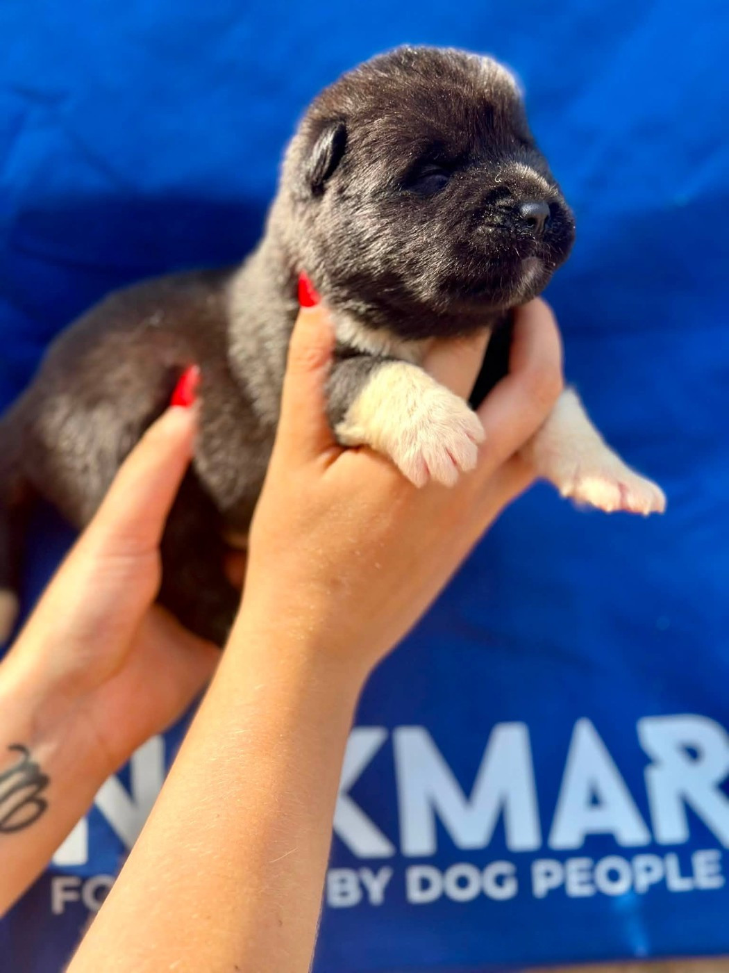 Rampage Spirit - Chiots disponibles - Akita americain