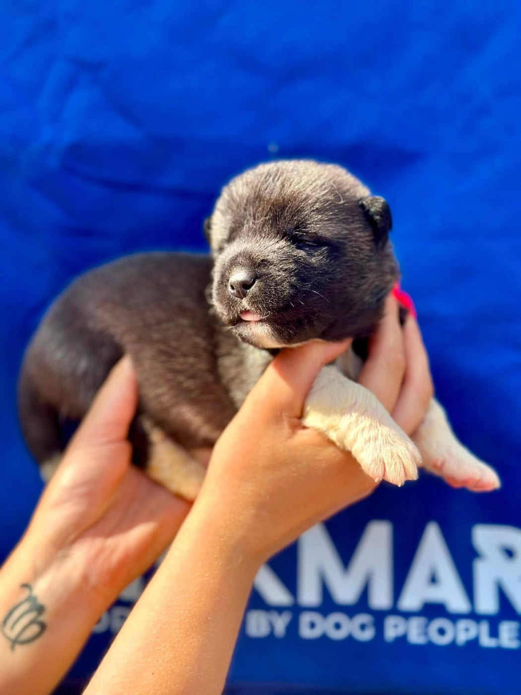 Rampage Spirit - Chiots disponibles - Akita americain
