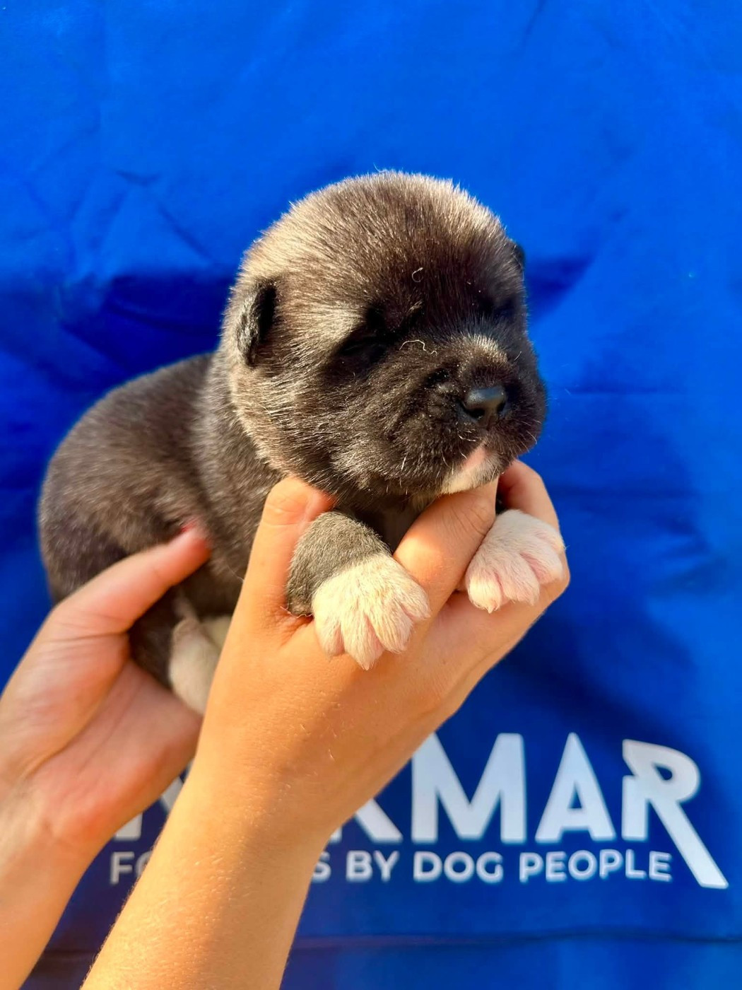 Rampage Spirit - Chiots disponibles - Akita americain