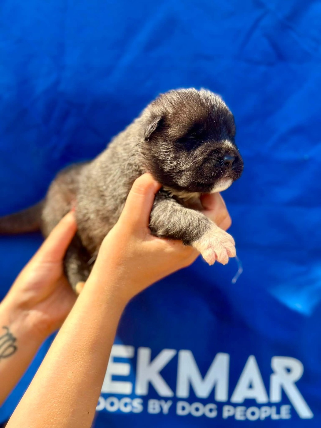 Rampage Spirit - Chiots disponibles - Akita americain