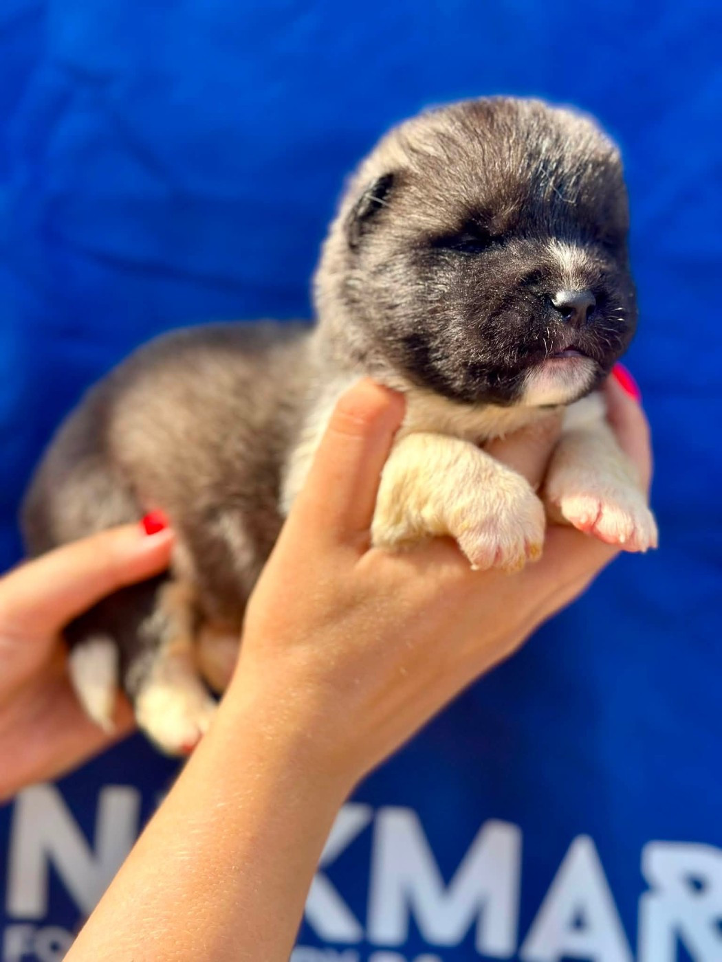 Rampage Spirit - Chiots disponibles - Akita americain