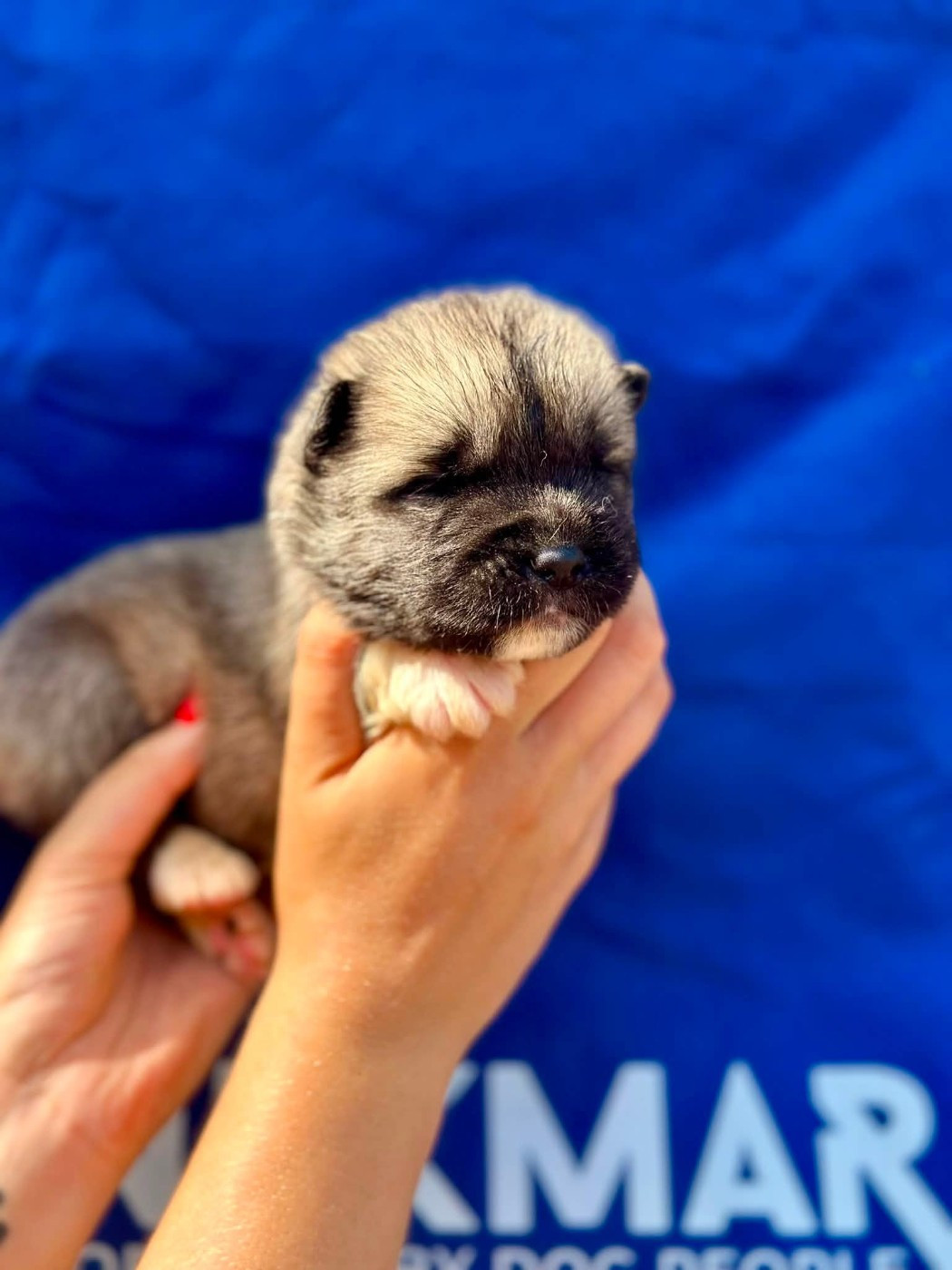 Rampage Spirit - Chiots disponibles - Akita americain
