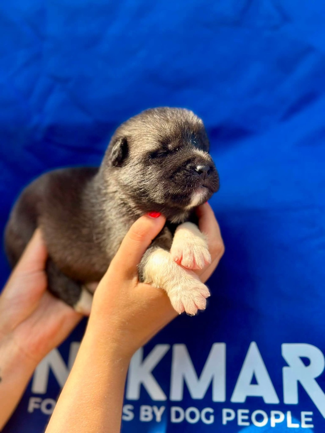 Rampage Spirit - Chiots disponibles - Akita americain