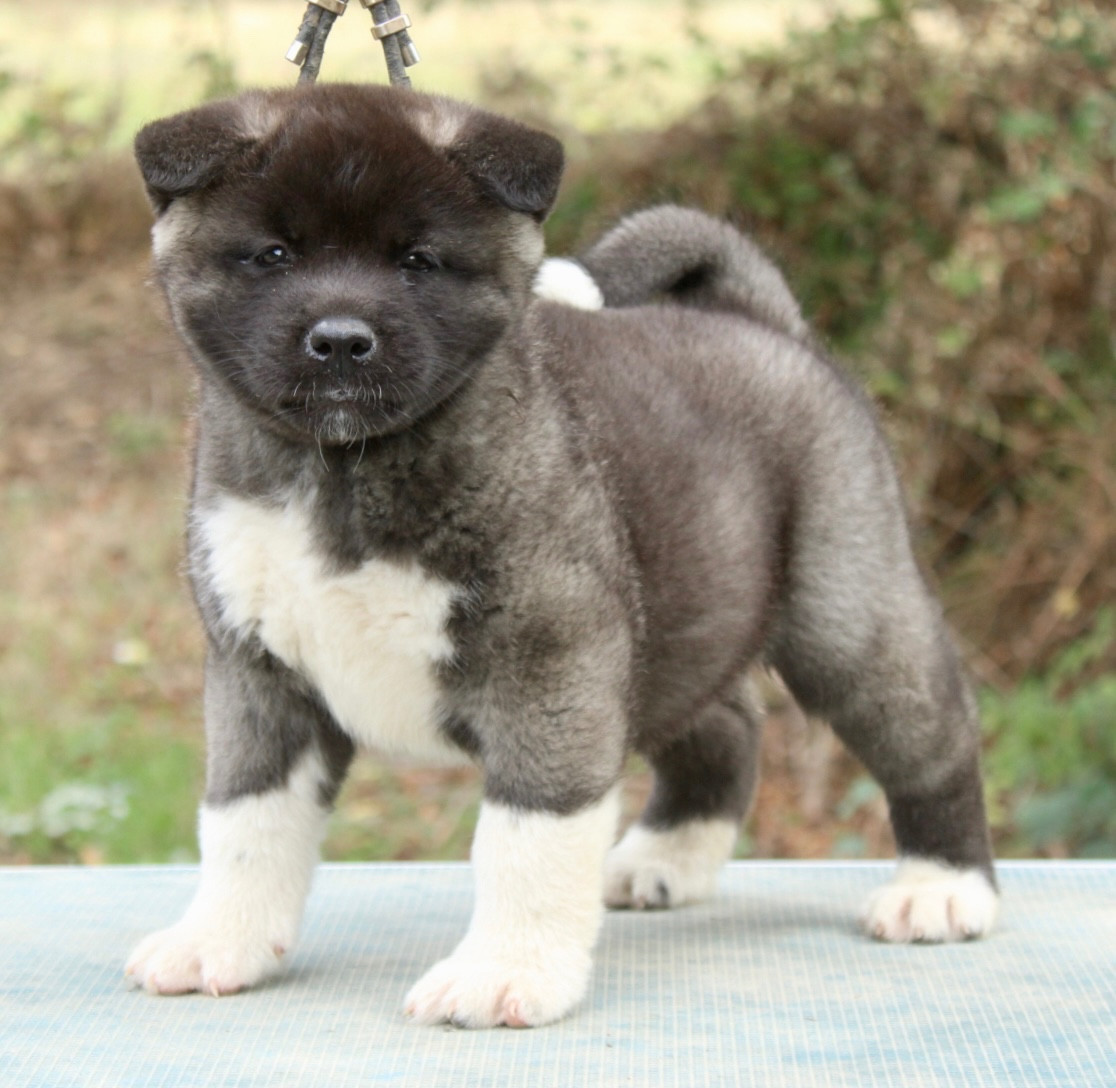 Rampage Spirit - Chiots disponibles - Akita americain