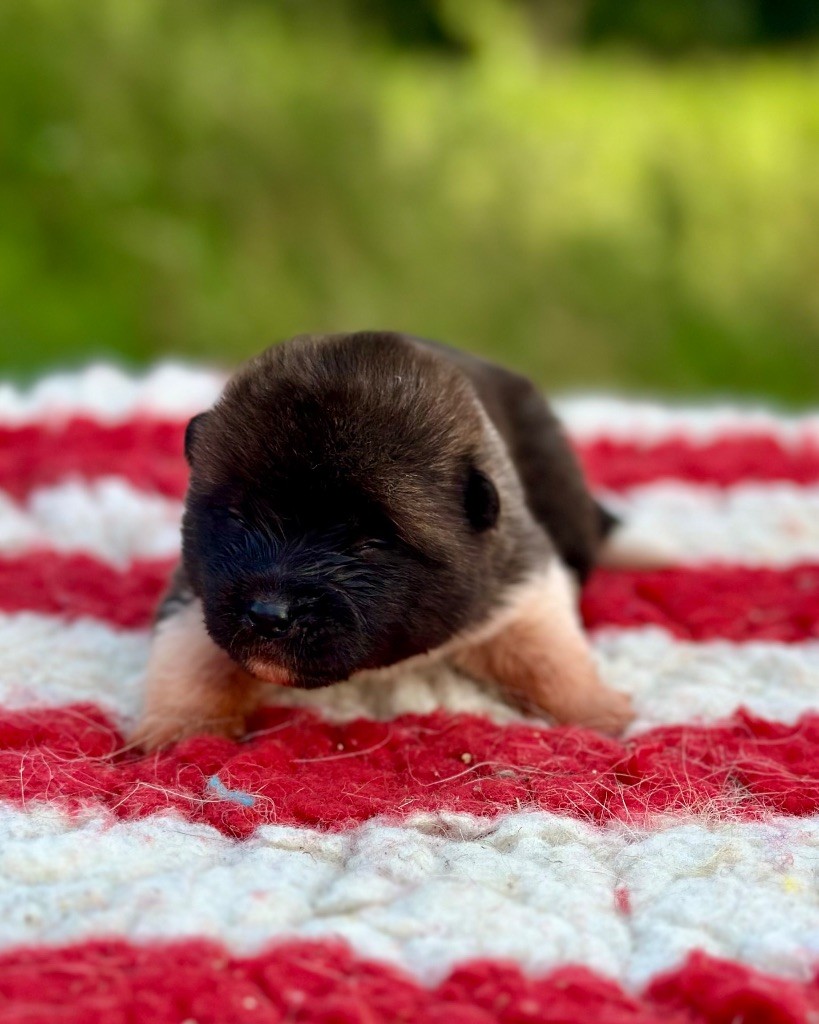 Rampage Spirit - Chiots disponibles - Akita americain