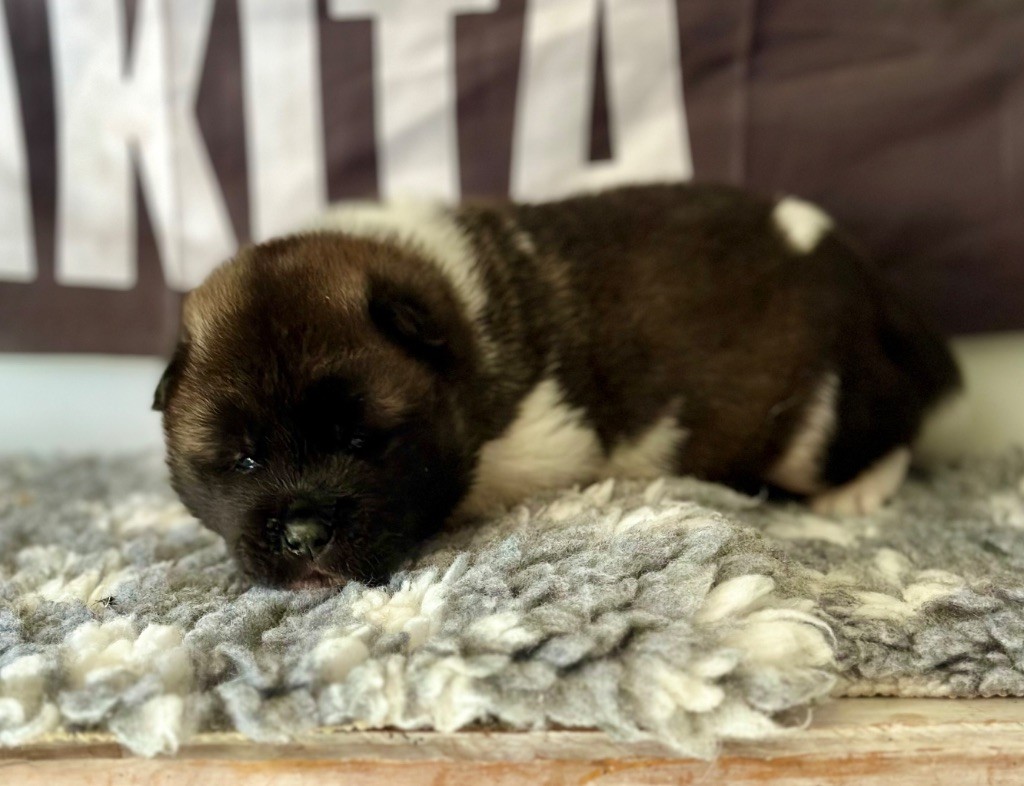 Rampage Spirit - Chiots disponibles - Akita americain