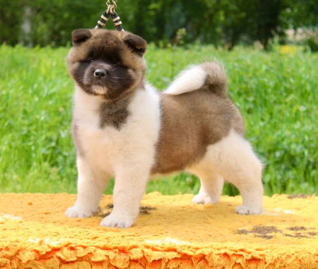 Rampage Spirit - Chiots disponibles - Akita americain