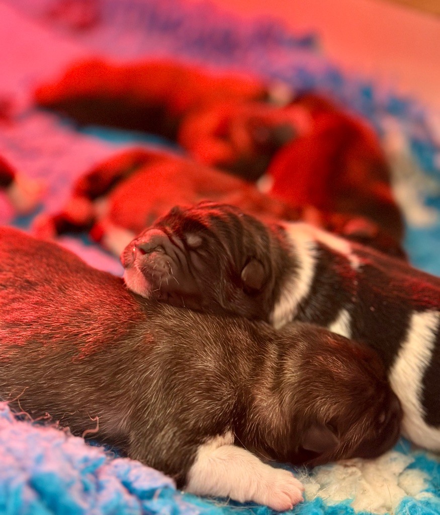 Rampage Spirit - Chiots disponibles - Akita americain