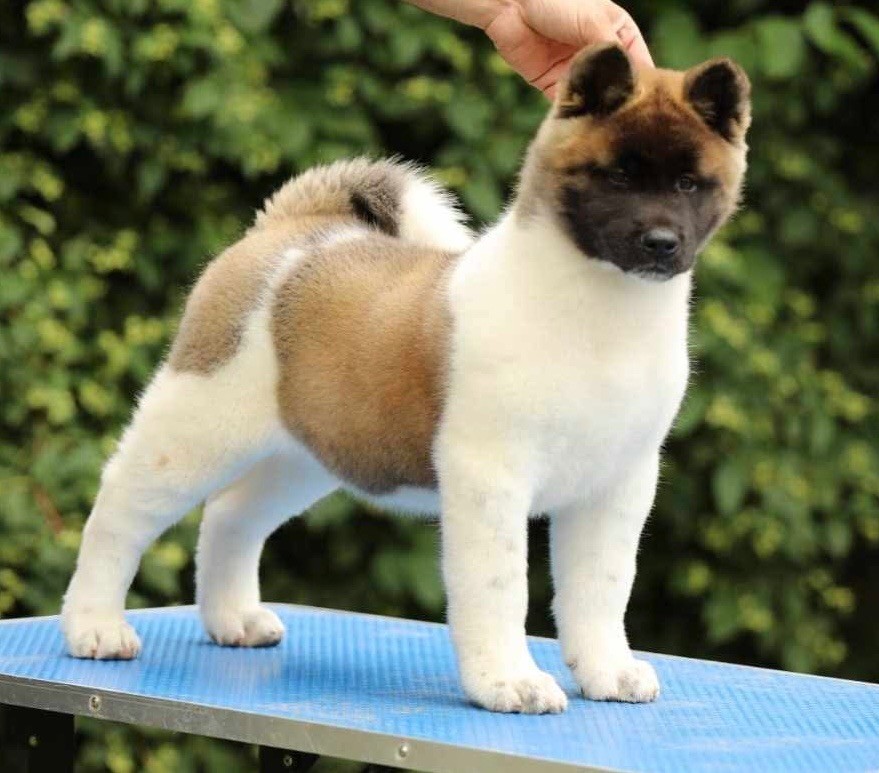 Rampage Spirit - Chiots disponibles - Akita americain