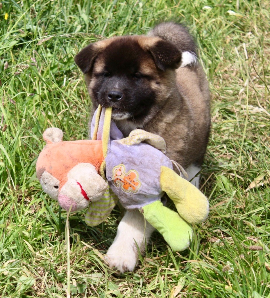 Rampage Spirit - Chiots disponibles - Akita americain