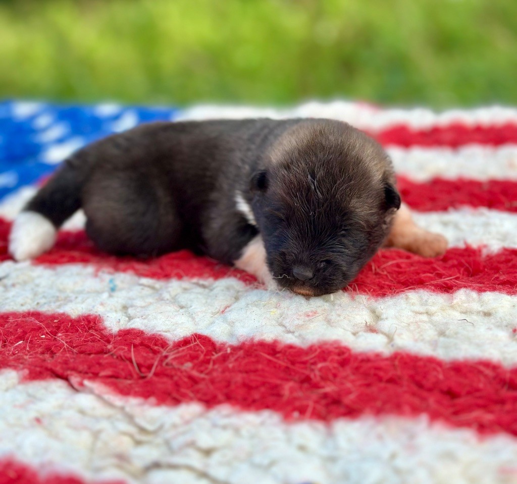 Rampage Spirit - Chiots disponibles - Akita americain