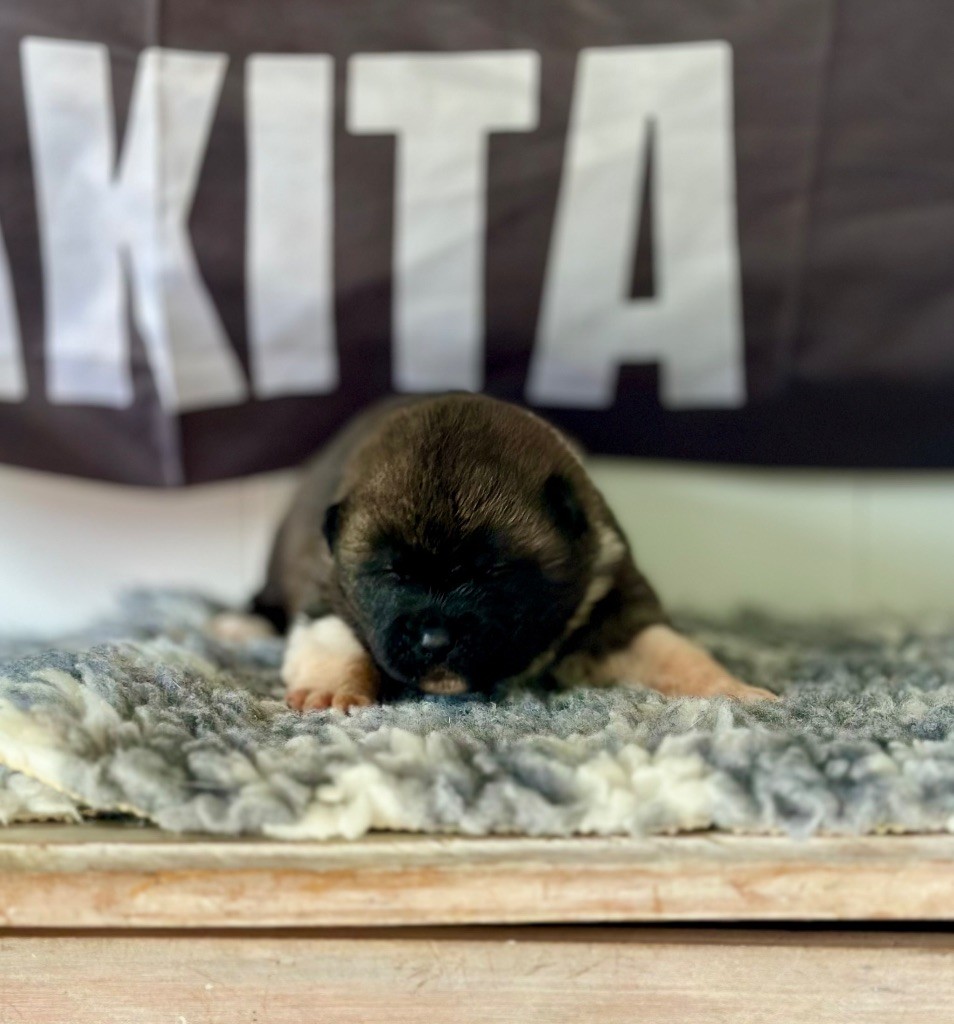 Rampage Spirit - Chiots disponibles - Akita americain