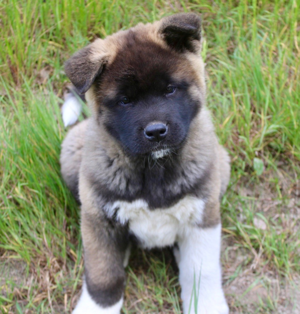 Rampage Spirit - Chiots disponibles - Akita americain