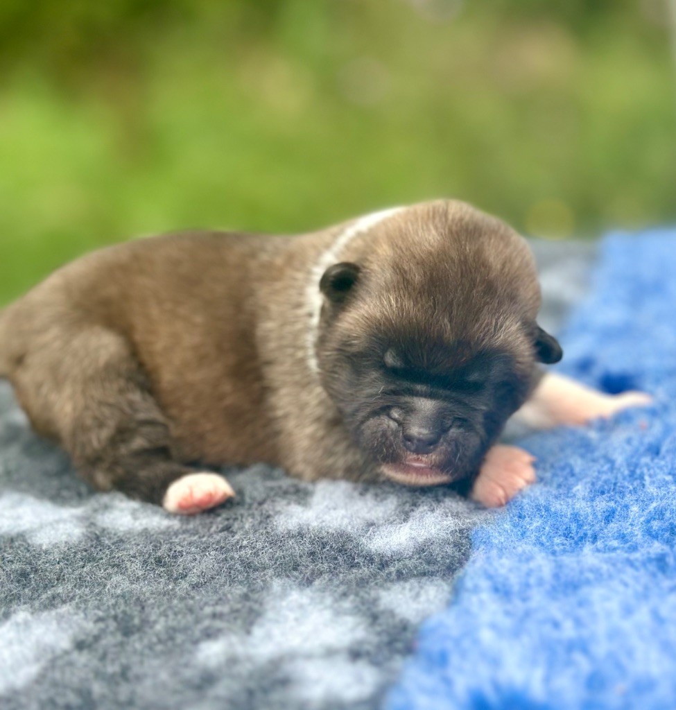 Rampage Spirit - Chiots disponibles - Akita americain