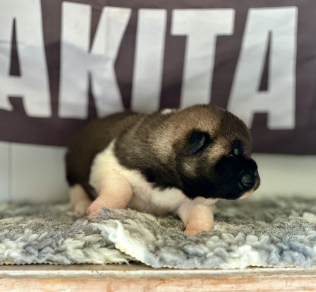 Rampage Spirit - Chiots disponibles - Akita americain