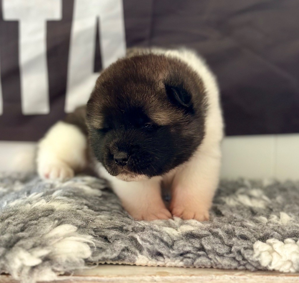 Rampage Spirit - Chiots disponibles - Akita americain