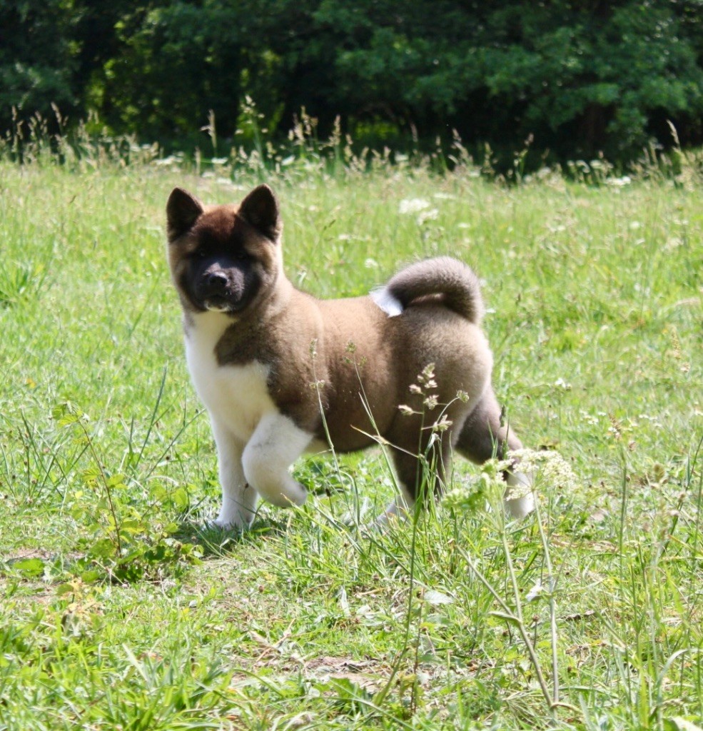 Rampage Spirit - Chiots disponibles - Akita americain