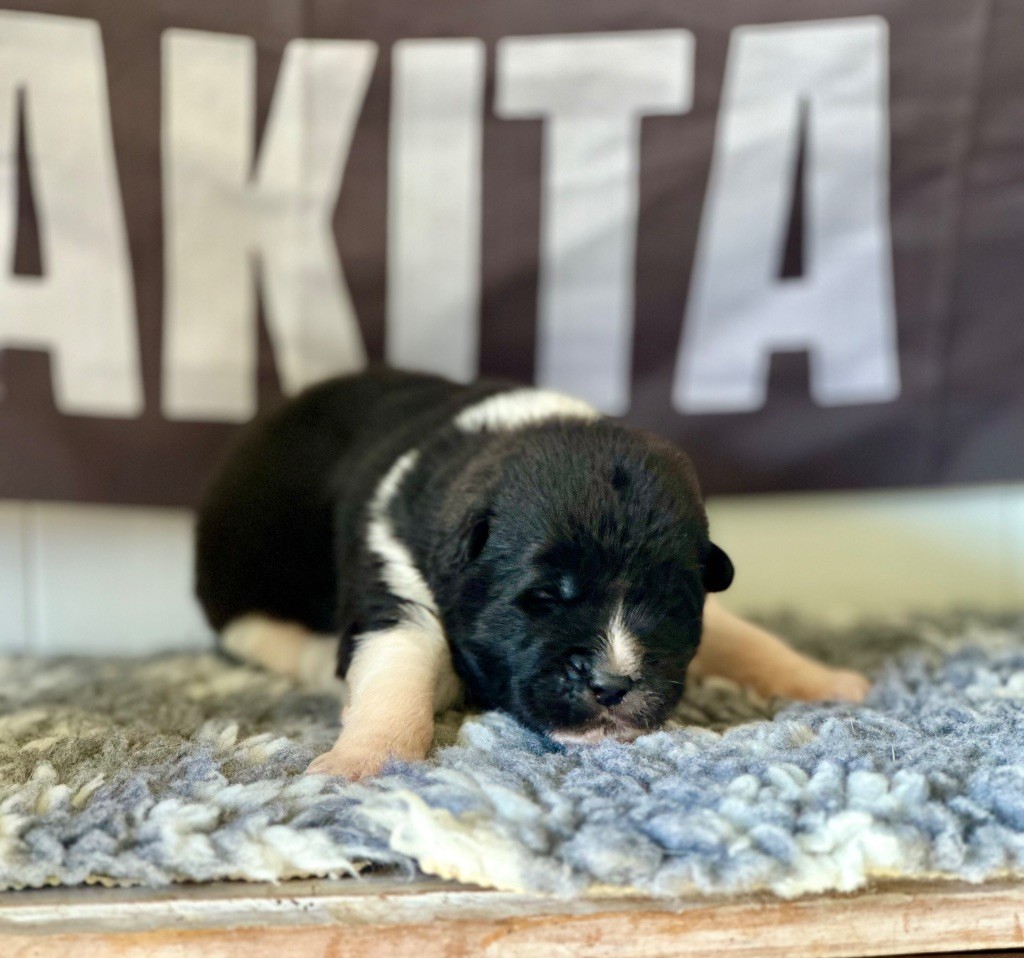 Rampage Spirit - Chiots disponibles - Akita americain