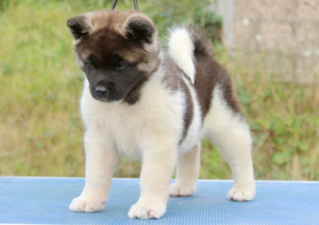 Rampage Spirit - Chiots disponibles - Akita americain