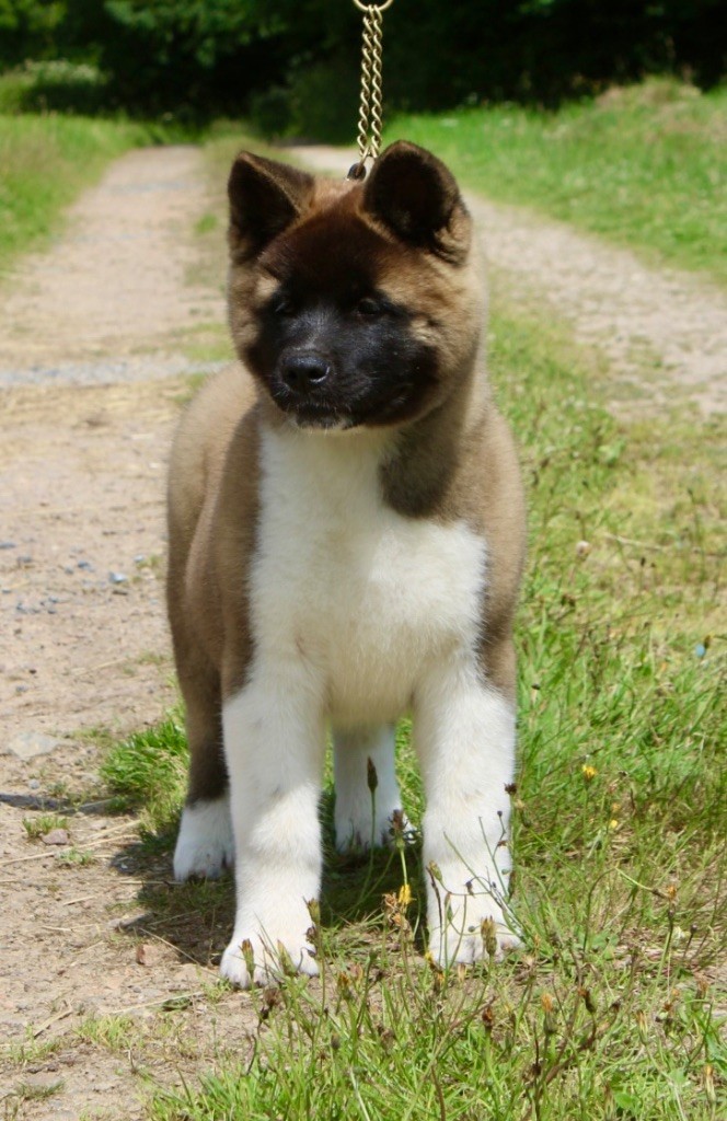 Rampage Spirit - Chiots disponibles - Akita americain