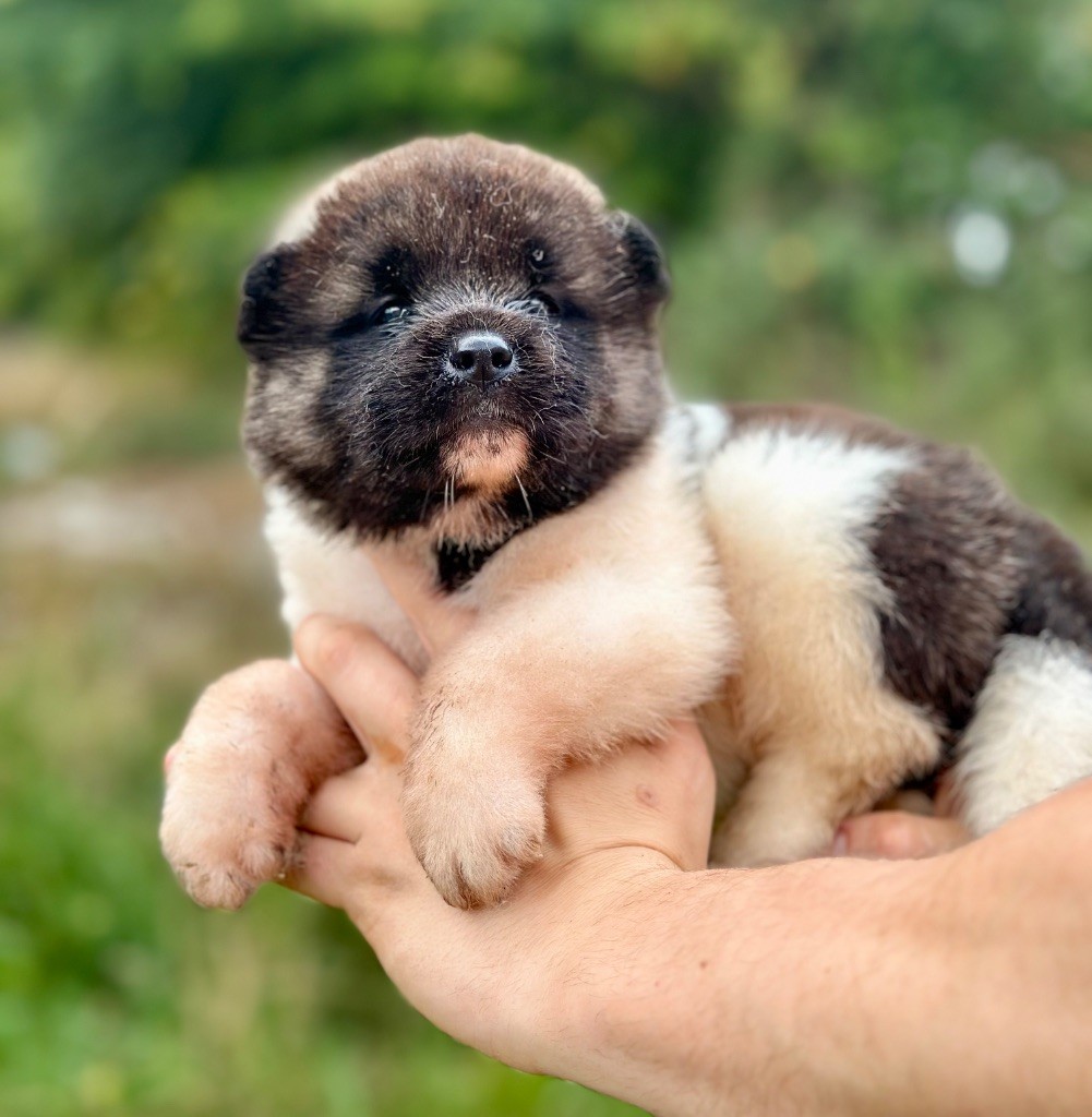 Rampage Spirit - Chiots disponibles - Akita americain