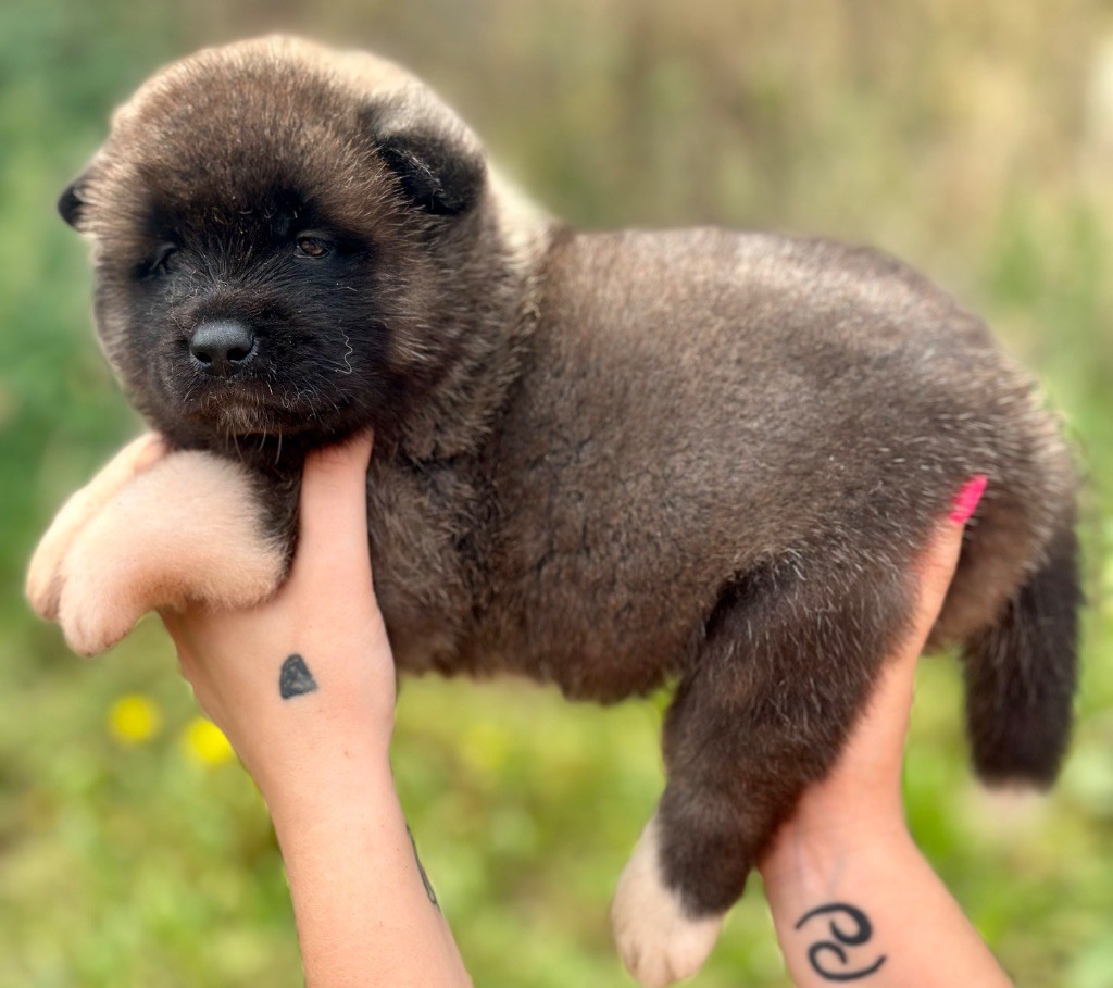 Rampage Spirit - Chiots disponibles - Akita americain