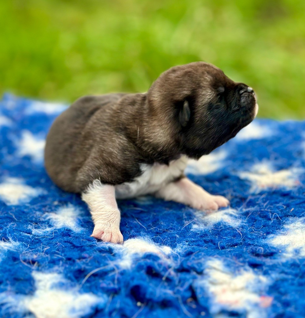 Rampage Spirit - Chiots disponibles - Akita americain