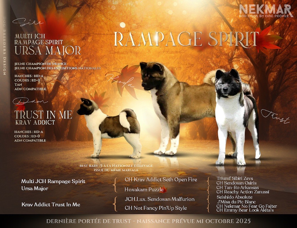 Chiot Akita americain Rampage Spirit