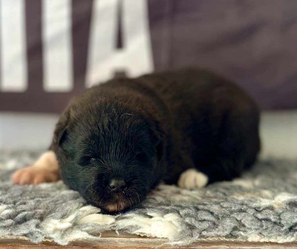 Rampage Spirit - Chiots disponibles - Akita americain