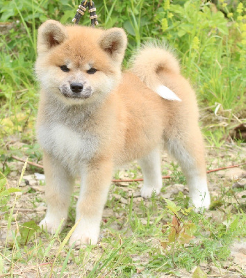 CHIOT