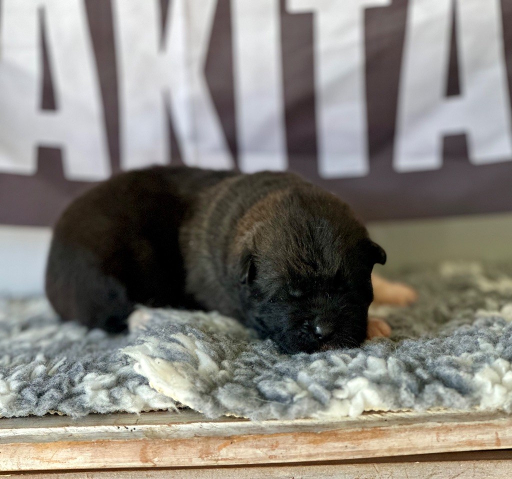 Rampage Spirit - Chiots disponibles - Akita americain