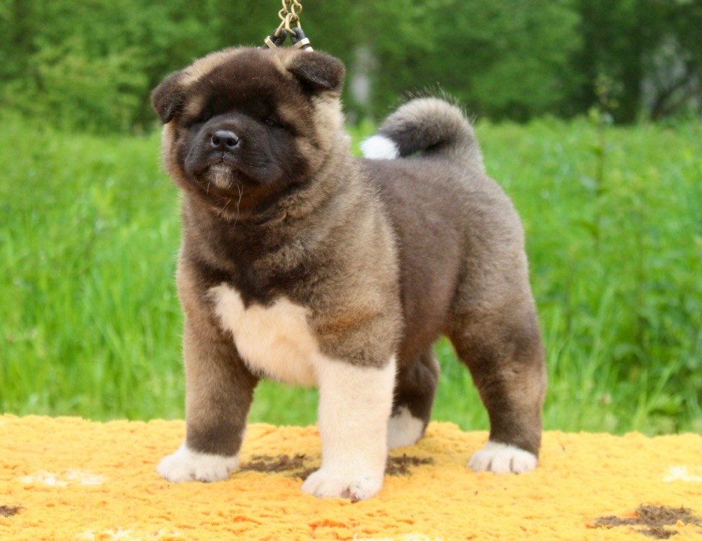 Rampage Spirit - Chiots disponibles - Akita americain