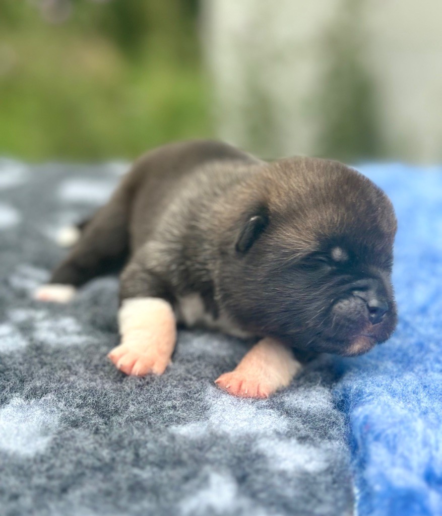 Rampage Spirit - Chiots disponibles - Akita americain