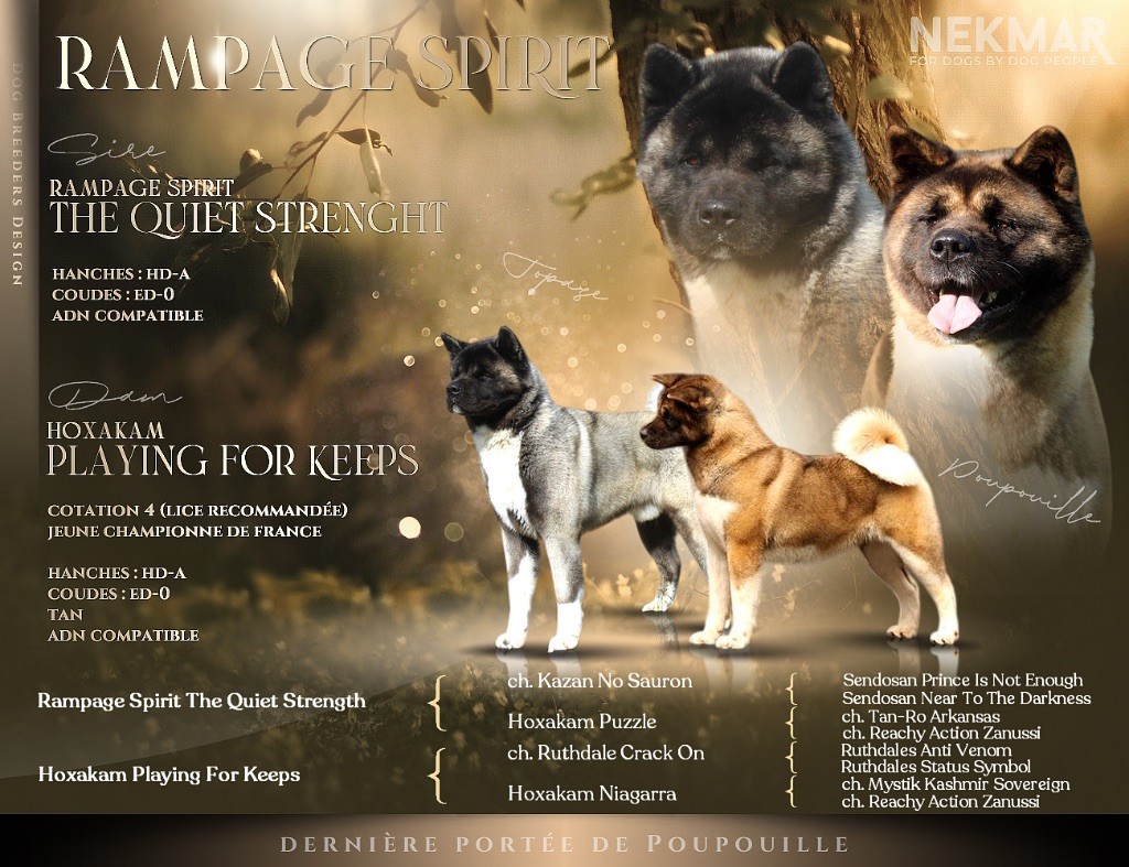Chiot Akita americain Rampage Spirit