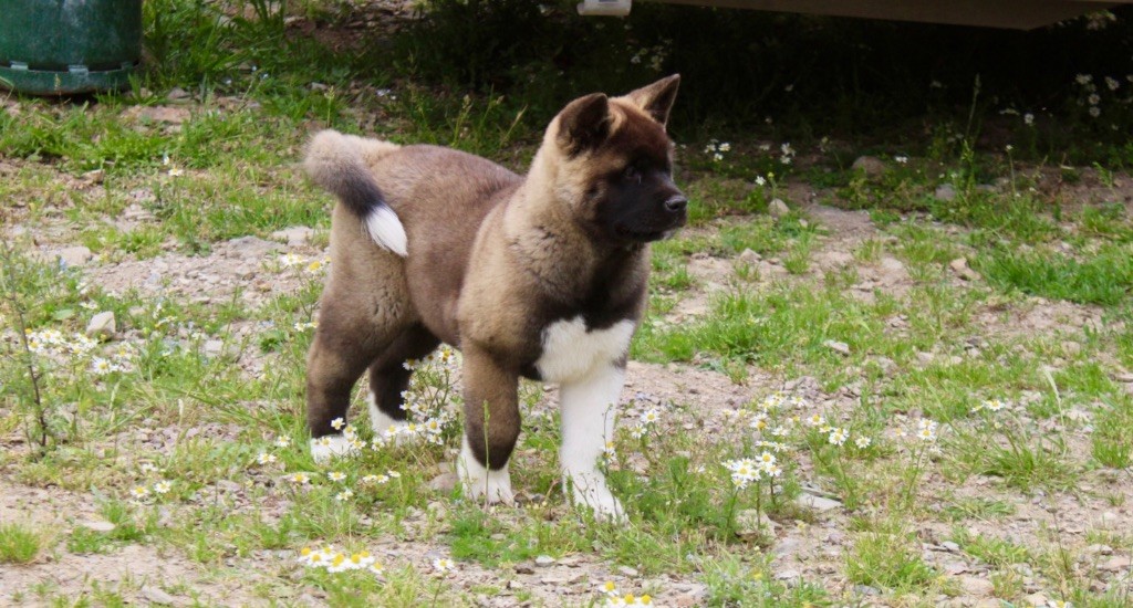 Rampage Spirit - Chiots disponibles - Akita americain