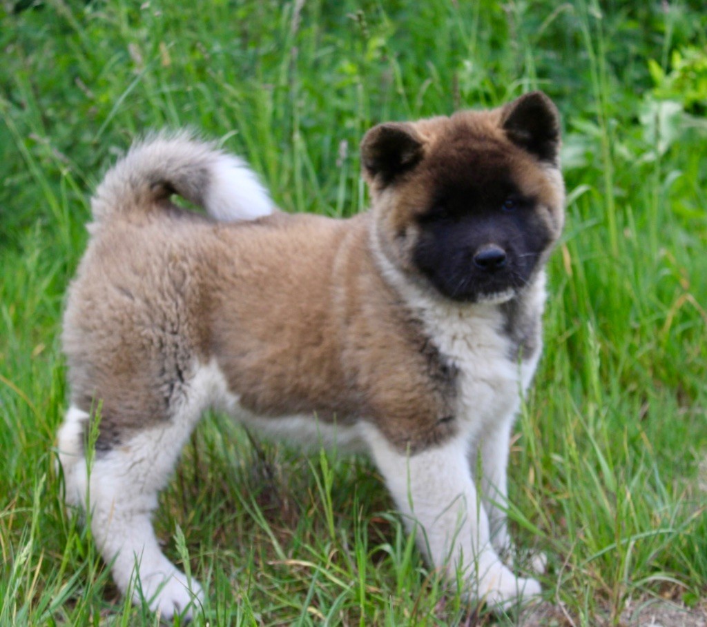 Rampage Spirit - Chiots disponibles - Akita americain