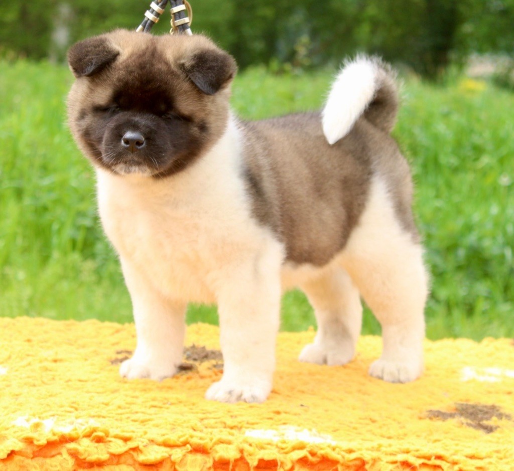 Rampage Spirit - Chiots disponibles - Akita americain