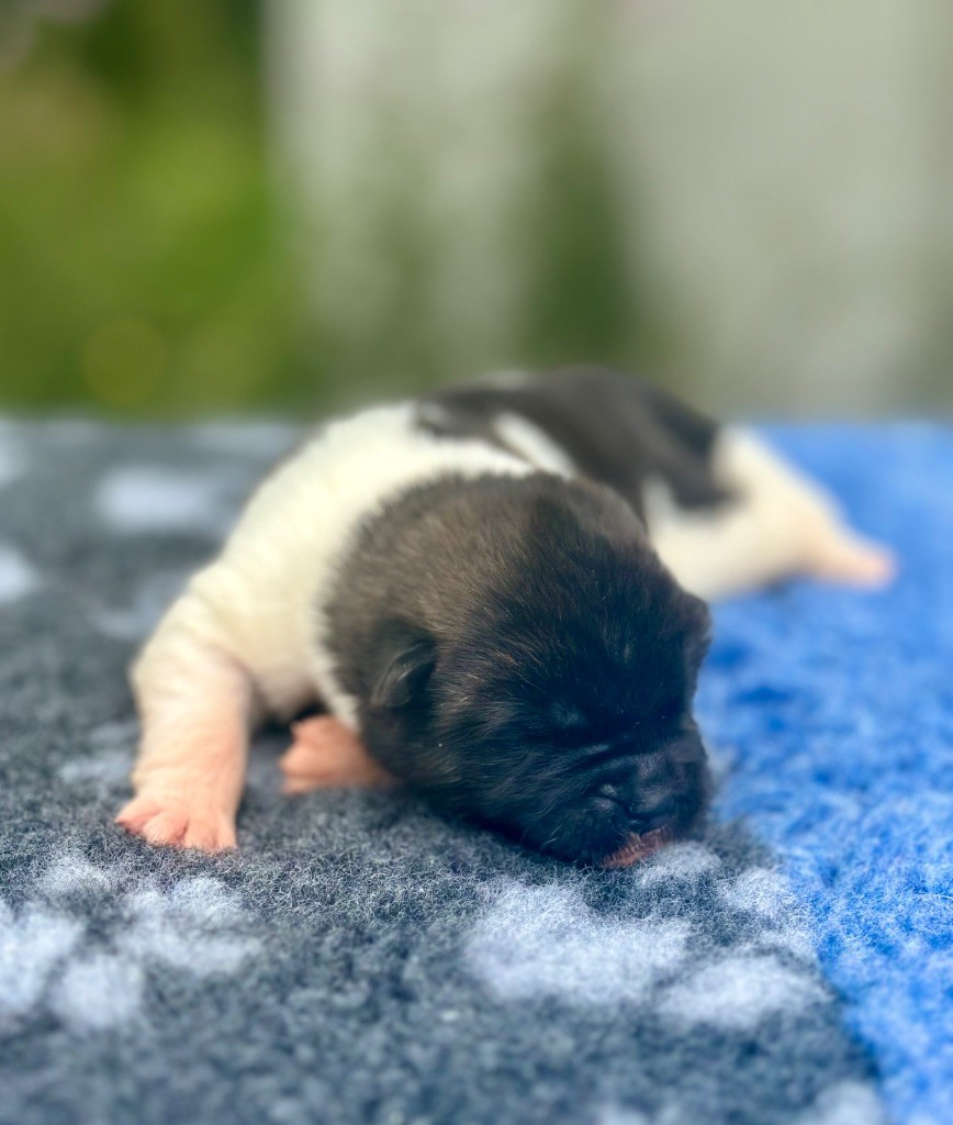 Rampage Spirit - Chiots disponibles - Akita americain