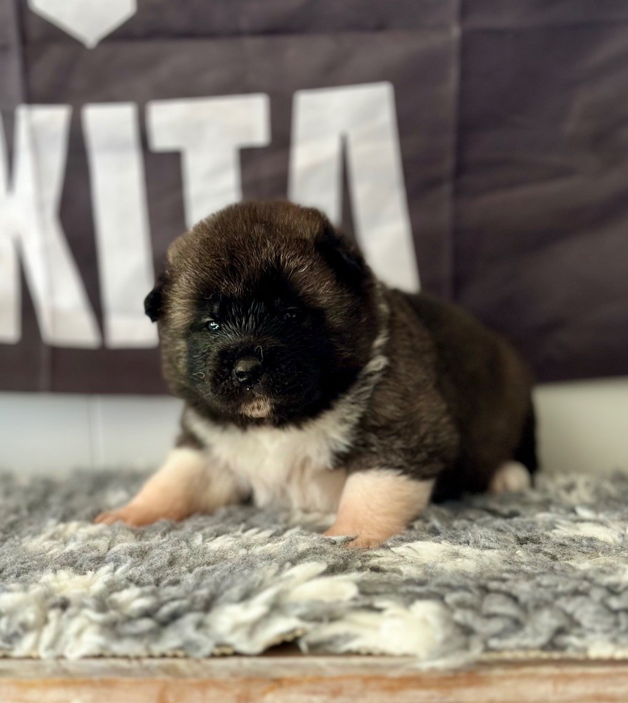 Rampage Spirit - Chiots disponibles - Akita americain
