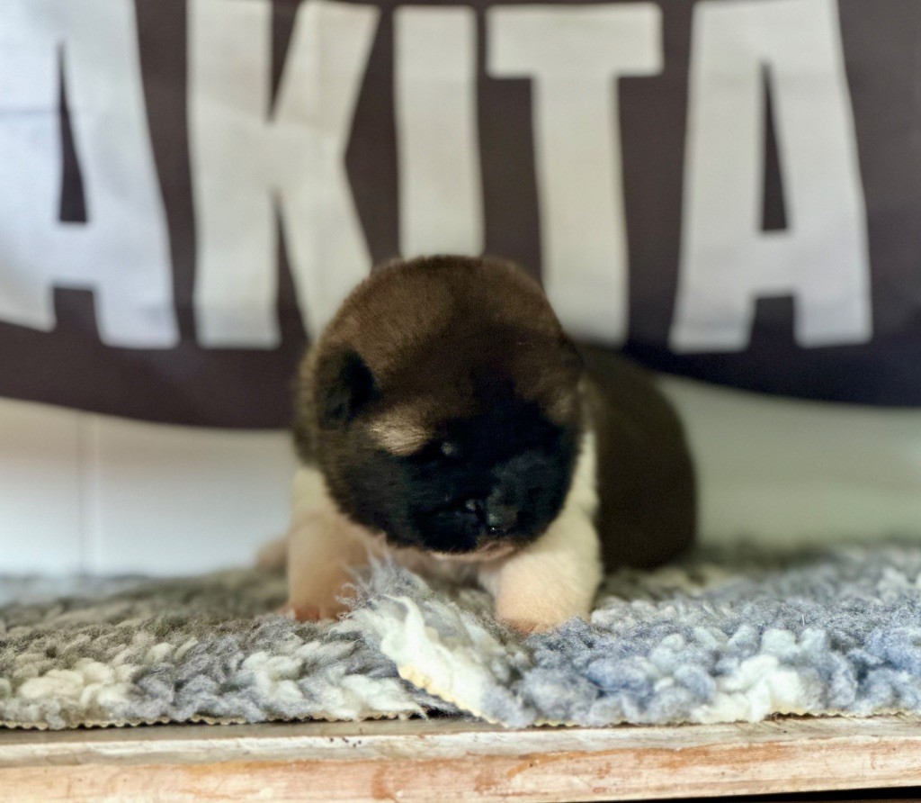 Rampage Spirit - Chiots disponibles - Akita americain