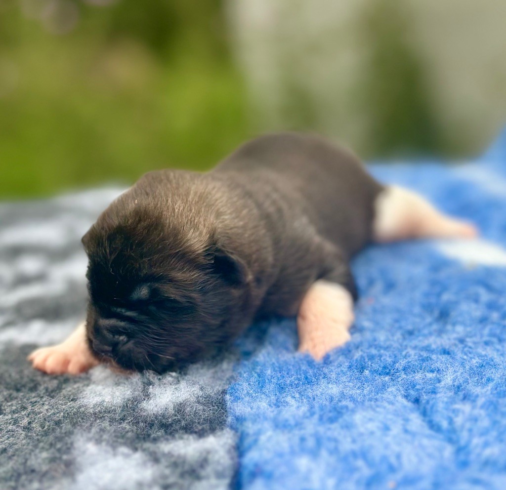 Rampage Spirit - Chiots disponibles - Akita americain